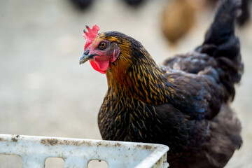 Free range black hen chicken standing in a farm field.