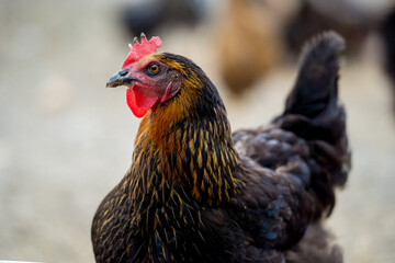 Free range black hen chicken standing in a farm field.