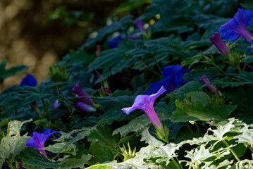 Violet flowers of bindweed or morning glory
