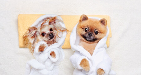 A couple of toy dogs wearing bathrobes laying on towel