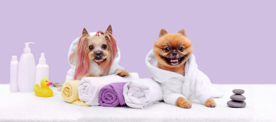 Wide grooming banner  with yorkshire terrier and spitz