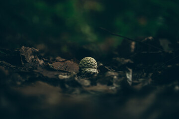 a very small amanita mushroom grows in the autumn forest