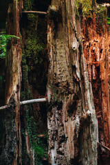 an old withered tree. the remains of an old tree in the forest