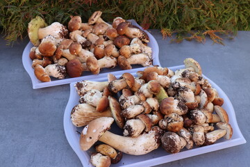 Steinpilze frisch gesammelt.