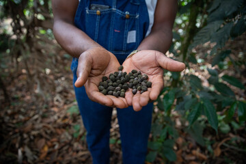 Freshly harvested raw coffee beans from a farmer on a plantation in africa, coffee production.