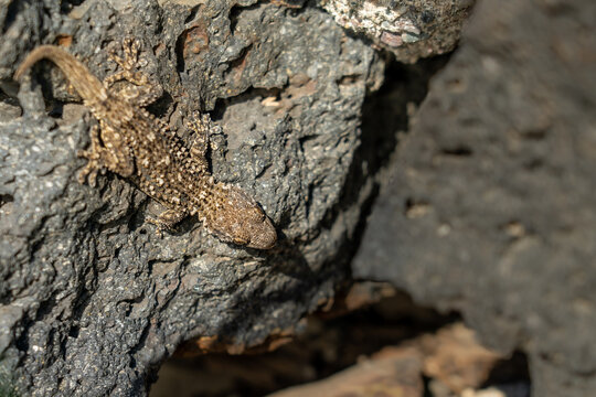 Gecko in Sizilien (Mauergecko)