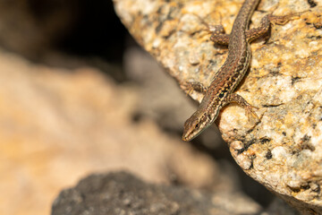 Eidechse in Sizilien