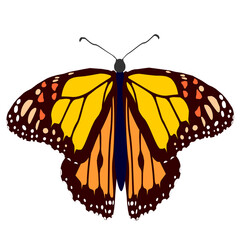 butterfly isolated on on transparent background.