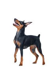 Side view picture of zwerg pinscher looking up to the copy space area