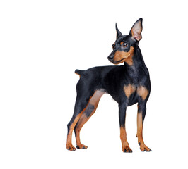 Standing zwerg pinscher at the white background looking back