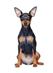 Zwerg pinscher sitting against white background