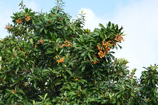 orange fruits on tree