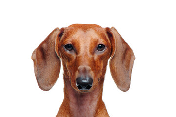 Closeup portrait of a dachshund dog isolated on white background