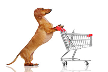 Pretty dachshund dog pushing shopping trolley against white background
