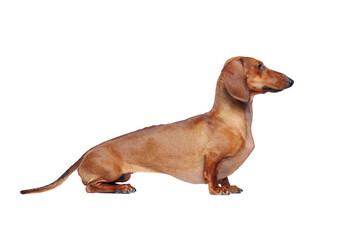 Side view full length portrait of a dachshund in a white studio