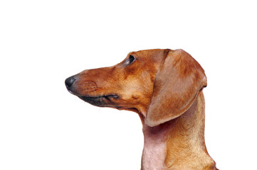 Side view portrait of a dachshund dog
