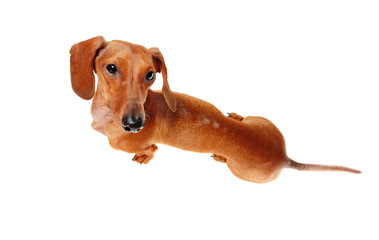 View from top of a dachshund dog looking up to the camera