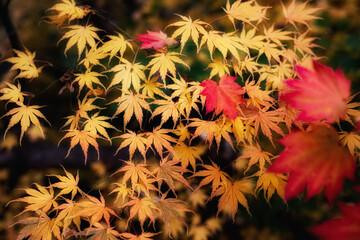 jesienne liście © Magdalena