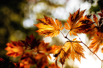 jesienne liście © Magdalena