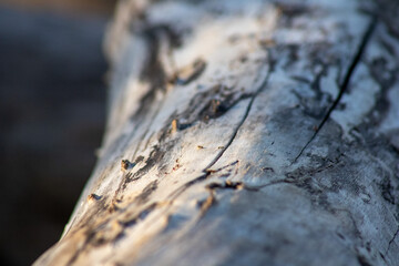 Ants marching on a tree