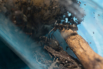 Close-up of the queen, workers and their larvae of Formica Cinerea, an ant species of the family Formicidae, in a test tube with blue and colored background.