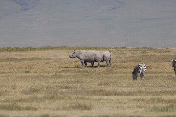 Black rhinoceros (Diceros bicornis)