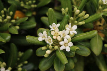 White flowers of Pittosporum tobira, Italy