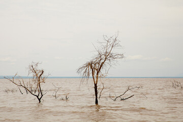 a piece of forest in a Tanzanian African national park that has been flooded by a flooded river....