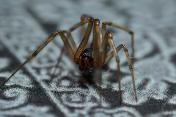 Artistic close ups of a fat spider or Steatoda bipunctata, a common spider species in northamerica...