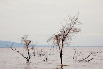 a piece of forest in a Tanzanian African national park that has been flooded by a flooded river....