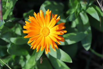 Orange marigold (Calendula officinalis) on green background.