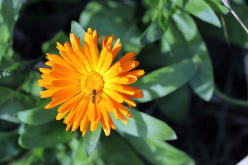 Orange marigold (Calendula officinalis) on green background.