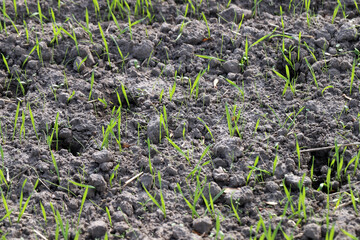 Emergence of winter cereals with weeds, Silky bent Apera spica venti seedling with one tiller.
