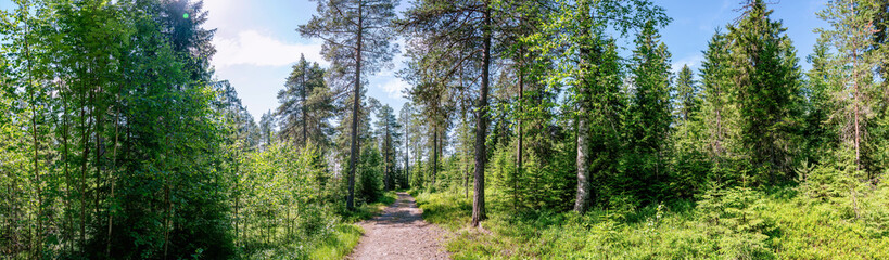 Scenic wide panorama of mixed summer green forest with small road, northern Sweden.