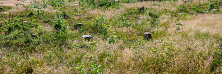 Fototapeta na wymiar Panorama of old clear cut area with high grass and many stubs. Summer sunny day