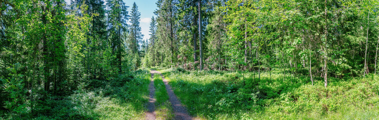Scenic wide panorama of mixed summer green deep forest with small road, northern Sweden.