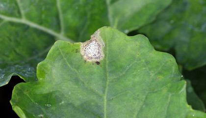 Leaf disease symptoms caused by Leptosphaeria maculans (anamorph Phoma lingam) on Brassica napus. is a fungal pathogen of the phylum Ascomycota that is the causal agent of blackleg disease on Brassica