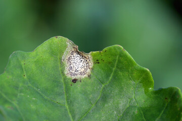 Leaf disease symptoms caused by Leptosphaeria maculans (anamorph Phoma lingam) on Brassica napus....