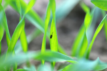 Aphid on winter cereals in autumn. Important pests and disease vectors (BYDV) - causing by viruses.