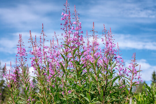 Fireweed flowers (Willowherb) with blue sky as background close up photo. Summer sunny day, strong rose violet color, blurry background