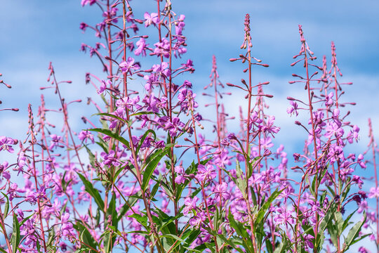 Fireweed flowers (Willowherb) with blue sky as background photo. Summer sunny day, strong rose violet color, blurry background