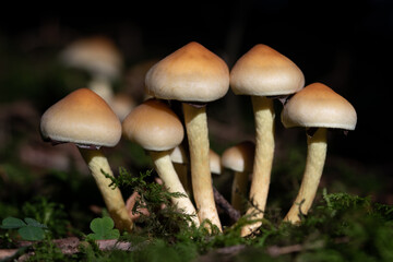 A group of brown mushrooms stand side by side on a green forest floor covered with moss. The mushrooms are brown and have long stems