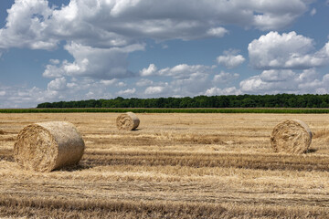 Fototapeta premium Summer. Harvesting in a wheat field