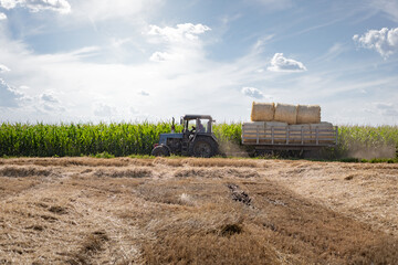 Fototapeta premium Summer. Harvesting in a wheat field