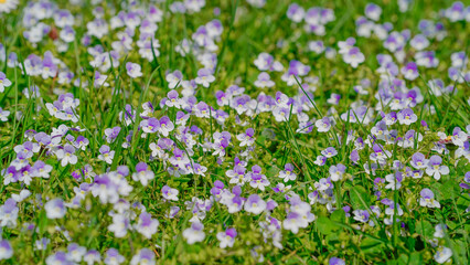 flowers in the field
