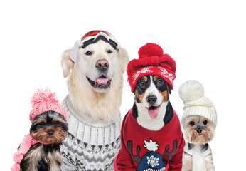 A group of dogs wearing winter hats isolated on white