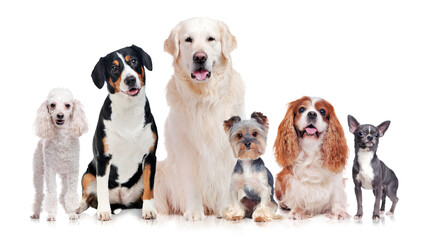 A group of purebred dogs isolated on white background