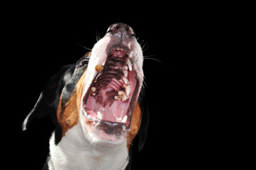 Close-up picture of a dog catching food with open mouth