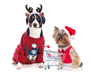Dogs wearing Christmas outfit with a shopping trolley