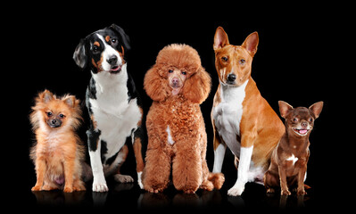 Full length picture of a dogs isolated on black background